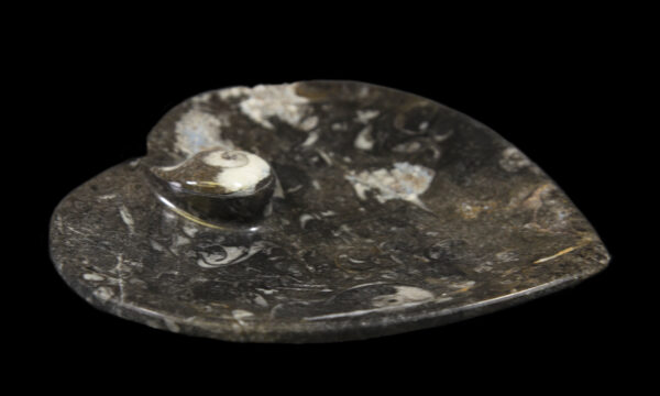 Black Heart Shaped Ammonite and Orthoceras Dish side view