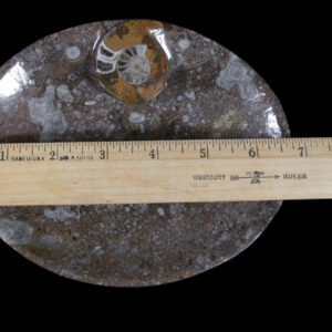 Brown Ammonite Oval Tray