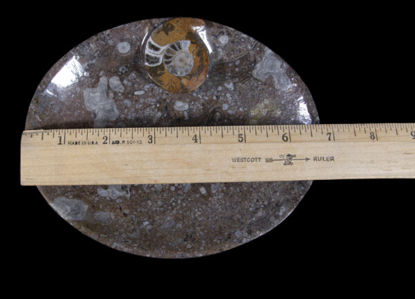 Brown Ammonite Oval Tray with ruler