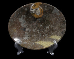 Brown Ammonite Oval Tray on display stand