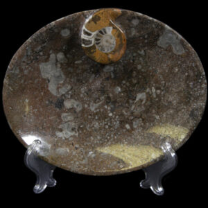 Brown Ammonite Oval Tray
