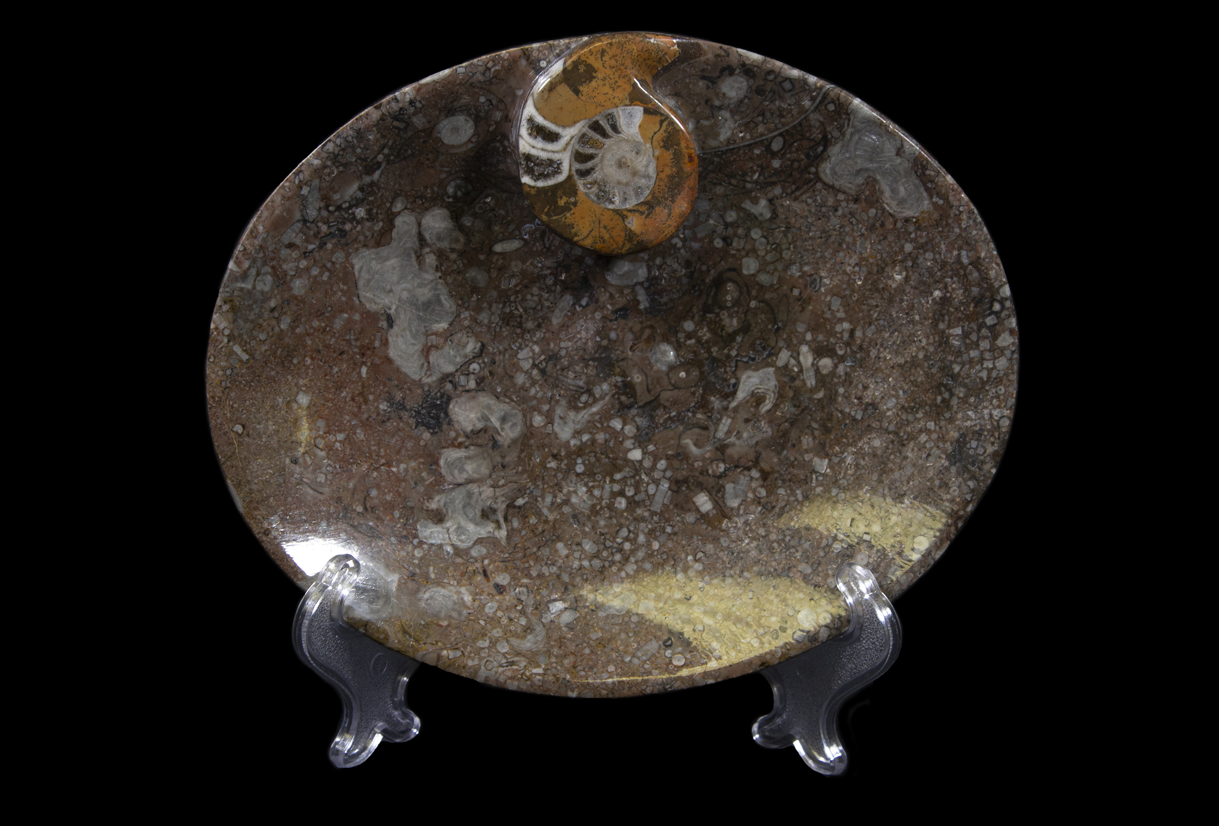 Brown Ammonite Oval Tray on display stand