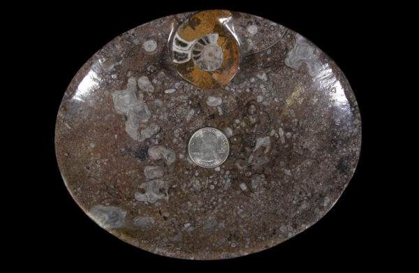 Brown Ammonite Oval Tray with quarter for size