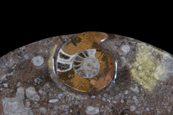 Brown Ammonite Oval Tray close view