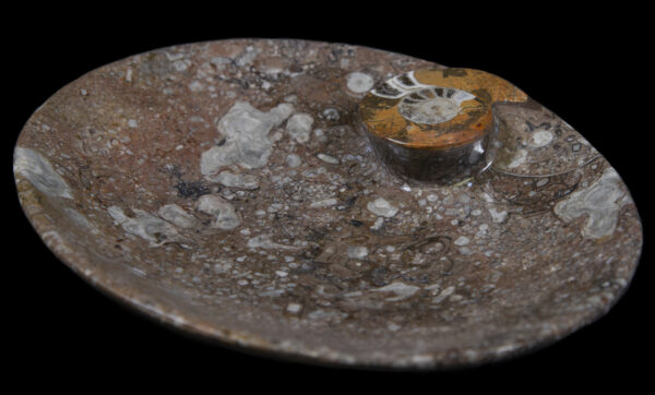 Brown Ammonite Oval Tray front view