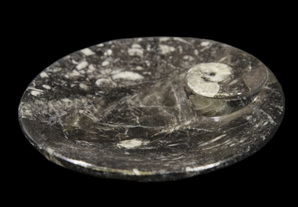 Black Ammonite and Orthoceras Round Tray top view