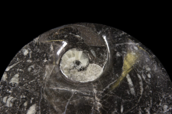 Black Ammonite and Orthoceras Round Tray close view