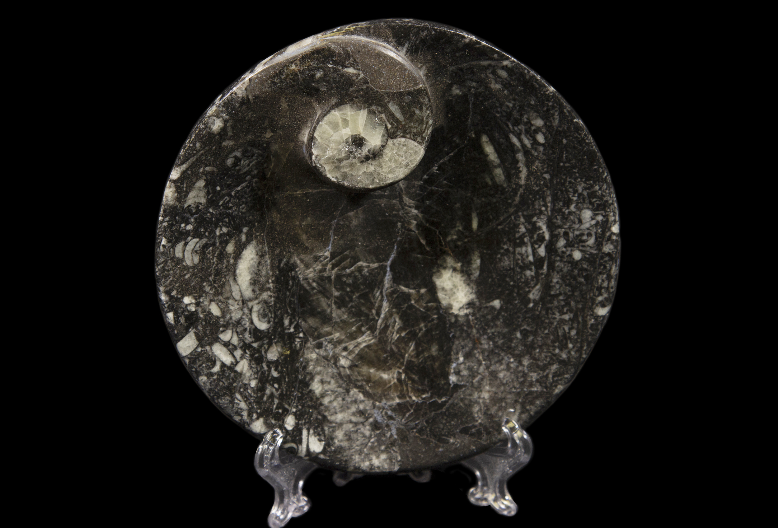 Black Ammonite and Orthoceras Round Tray on display stand
