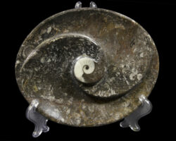 Ammonite and Orthoceras Oval Spiral Tray