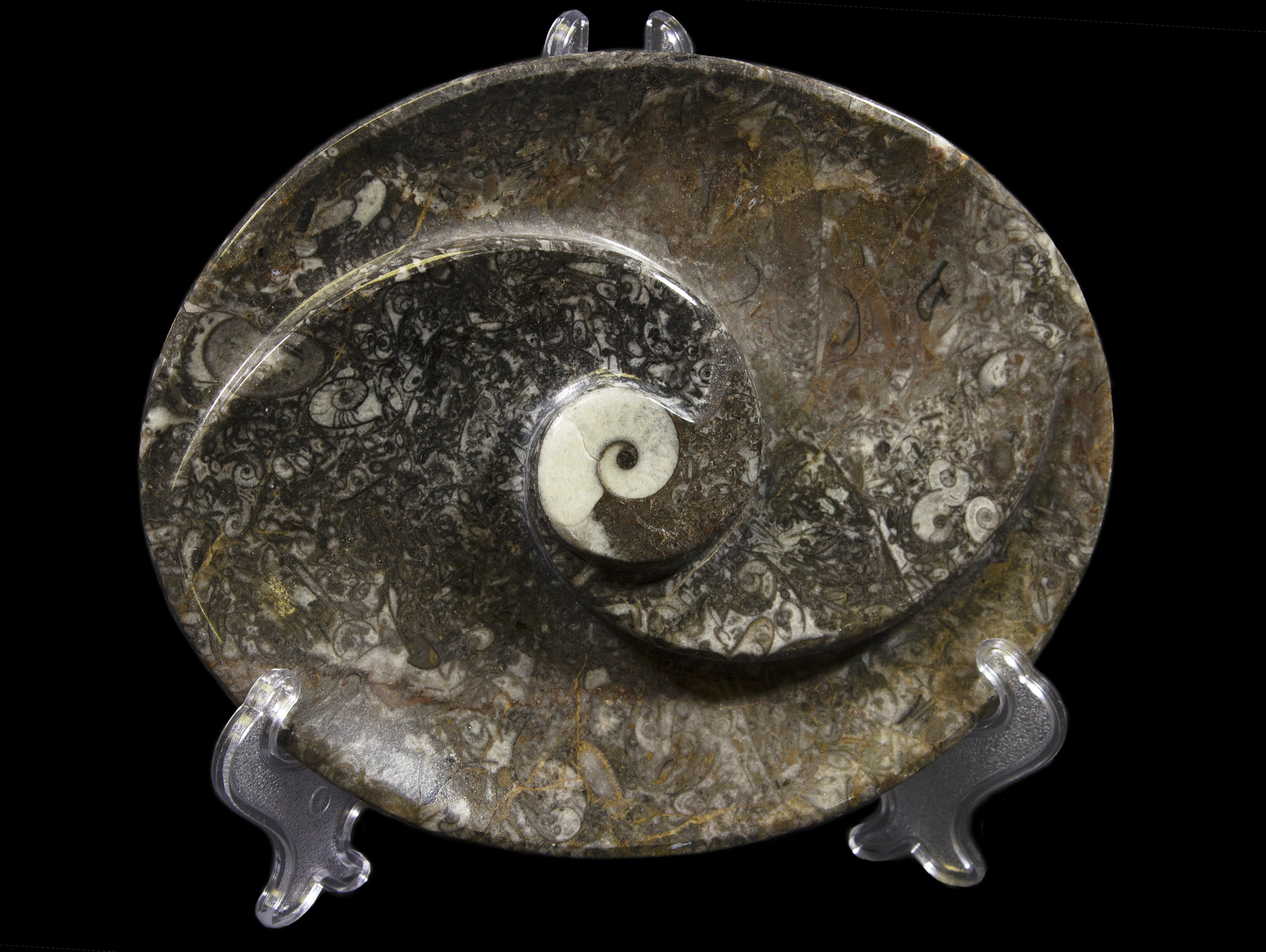 Ammonite and Orthoceras Center Oval Spiral Tray on display stand