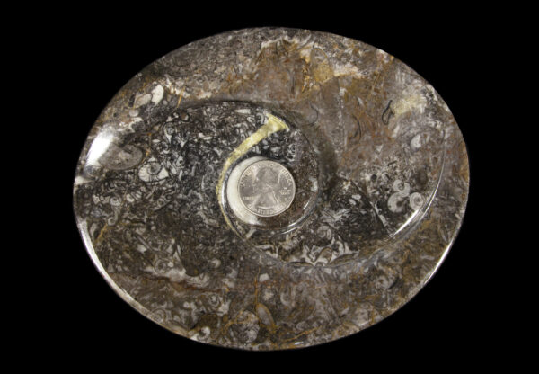 Ammonite and Orthoceras Center Oval Spiral Tray top view