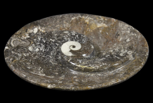 Ammonite and Orthoceras Center Oval Spiral Tray Front view