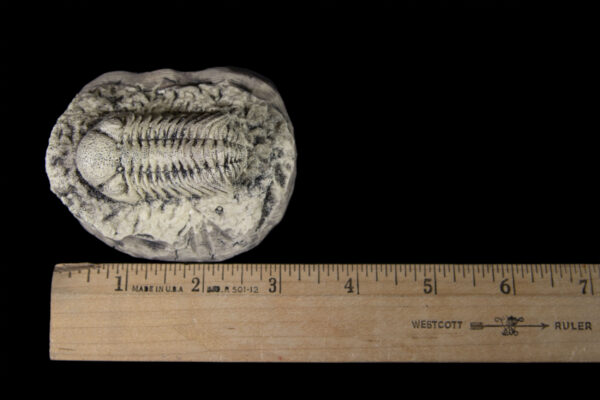 trilobite replica with ruler to scale