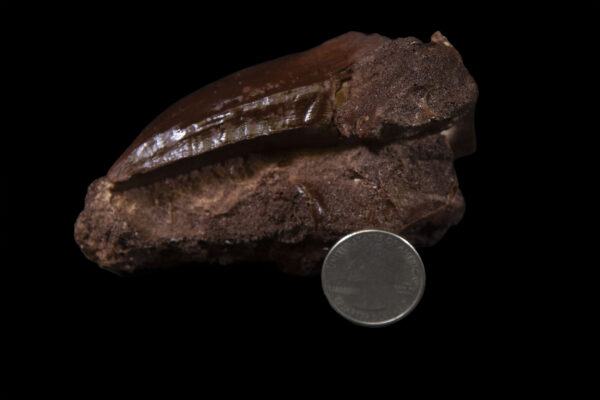 mosasaur tooth in matrix resin casting with quarter to scale