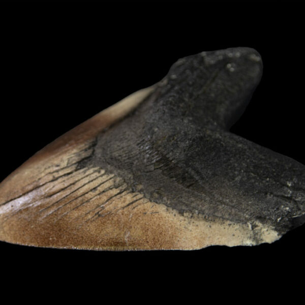 Megalodon Shark Tooth Resin Casting