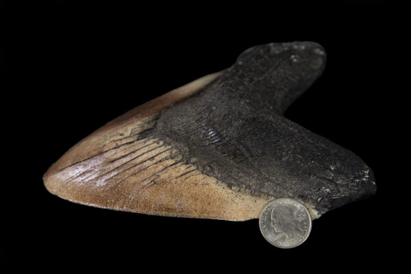 megalodon tooth with quarter to scale