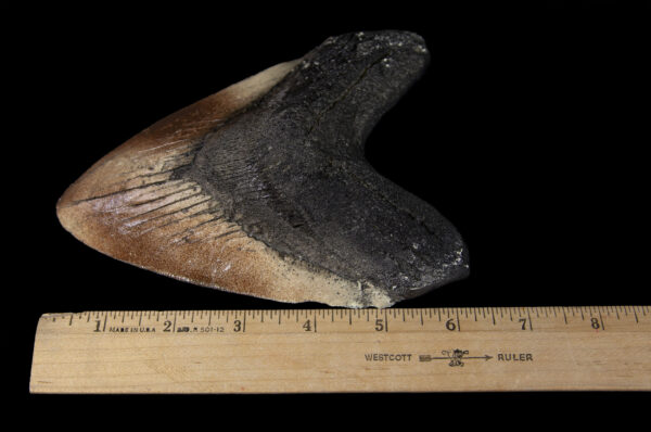 megalodon tooth with ruler