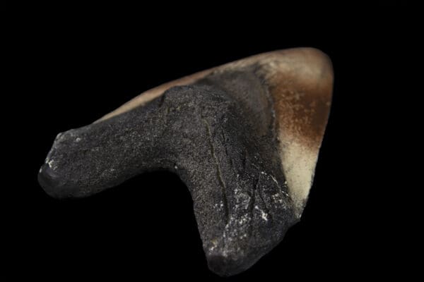 megalodon tooth