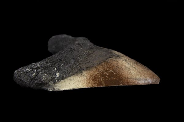 megalodon tooth