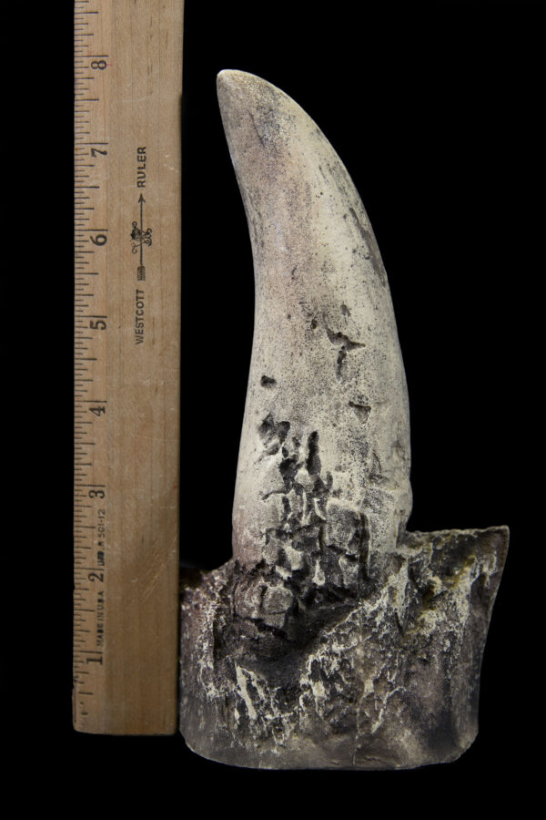 dino tooth to scale