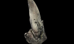 dinosaur tooth
