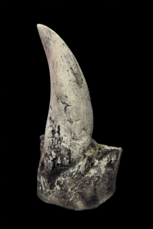 dino tooth