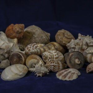 Assorted Sea Shell 1/2 pound lots, Limited Stock