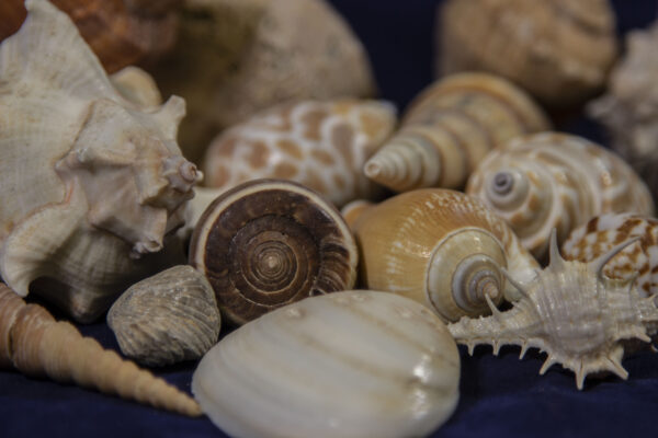 Assorted Sea Shells closeup