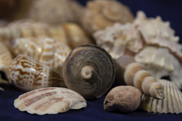 Sea Shells Closeup