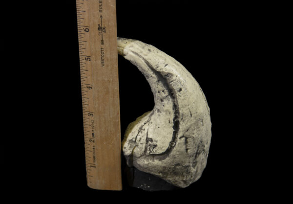 baryonyx claw with ruler