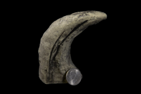 t-rex toe claw with quarter to scale