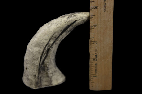 t-rex toe claw with ruler