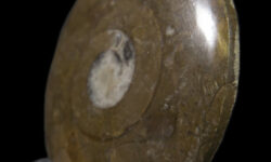Brown Ammonite Disk