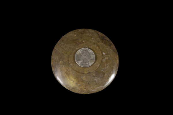 brown ammonite disc with quarter to scale
