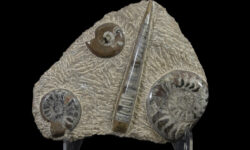 Brown Ammonite and Orthoceras Plaque