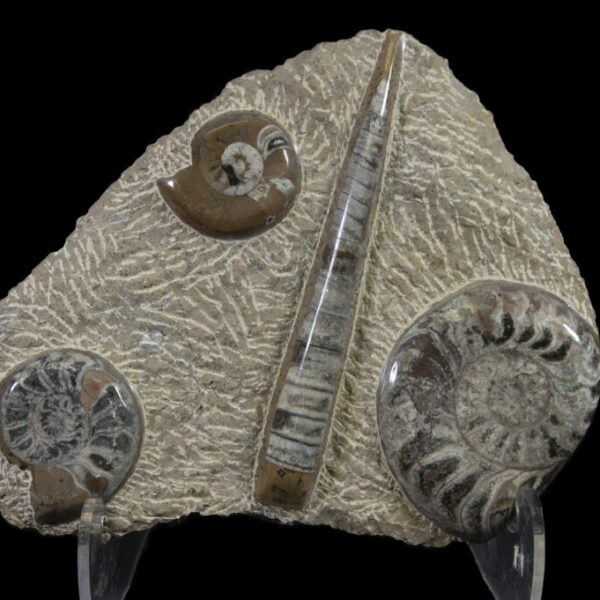 Brown Ammonite and Orthoceras Plaque
