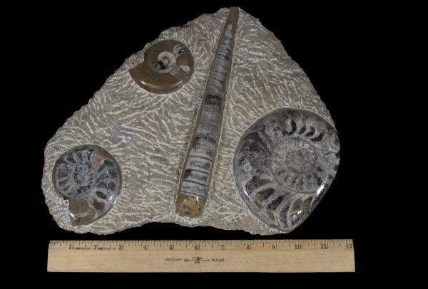 Ammonite and Orthoceras Plaque with ruler to show size