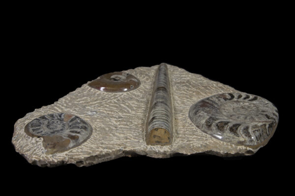Ammonite and Orthoceras Plaque