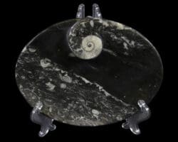 Black Ammonite and Orthoceras Oval Tray