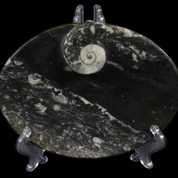 Black Ammonite and Orthoceras Oval Tray