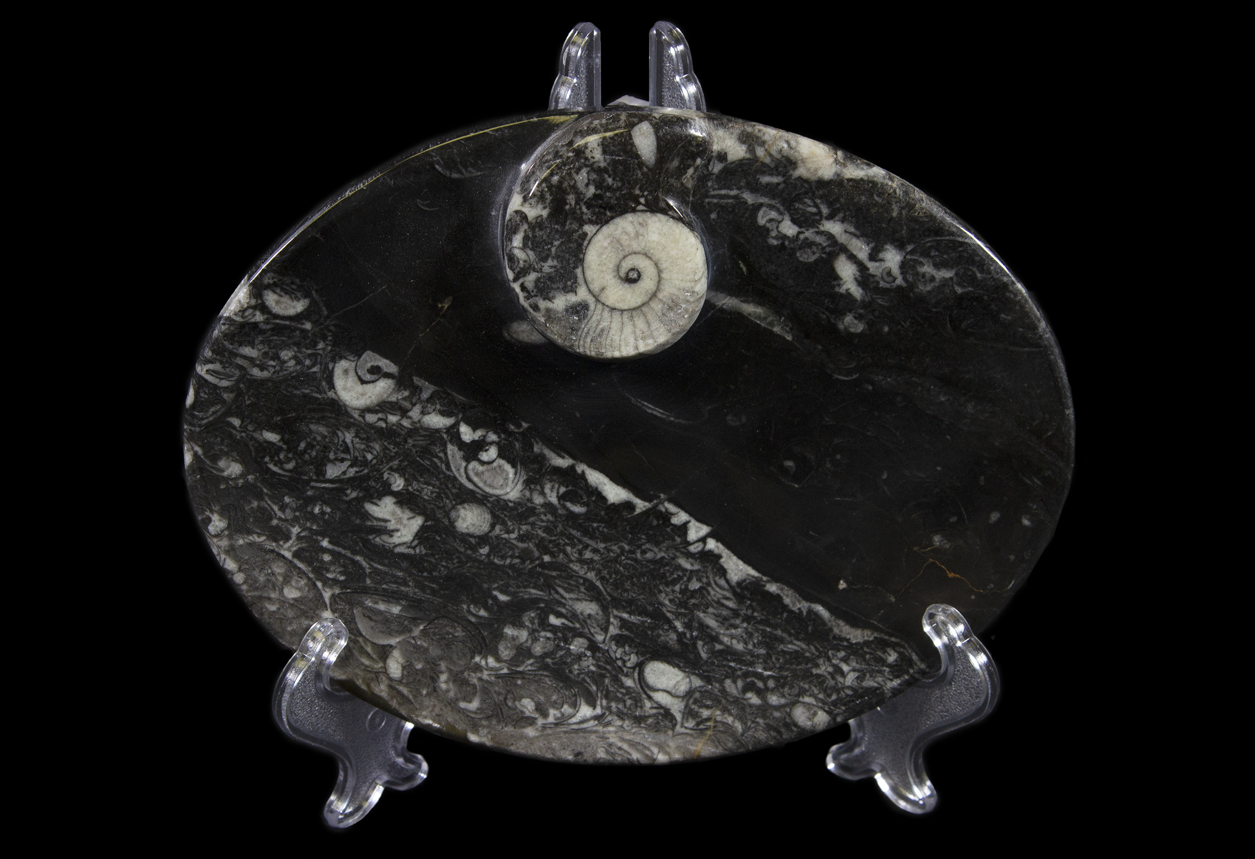 Black Ammonite and Orthoceras Tray