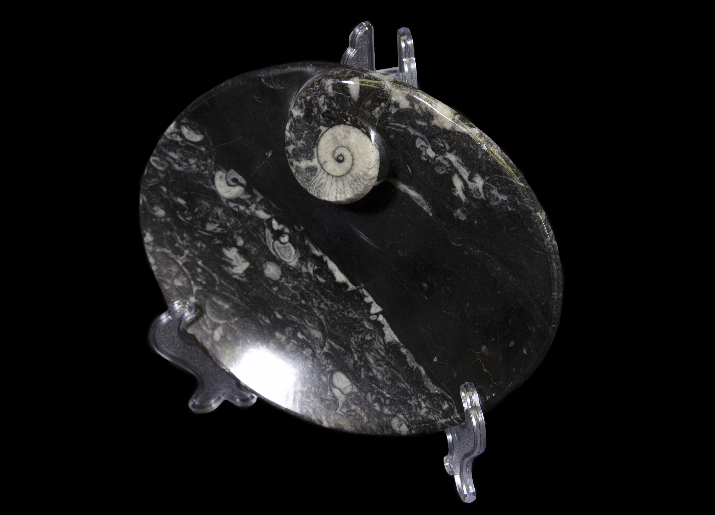 Black Ammonite and Orthoceras Oval Tray