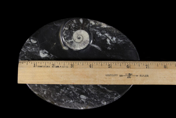 Black Ammonite and Orthoceras Tray with ruler to show scale