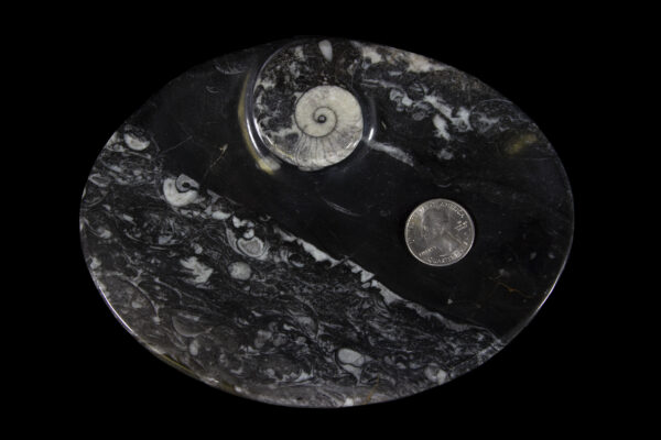 Black Ammonite and Orthoceras Tray with quarter to show scale