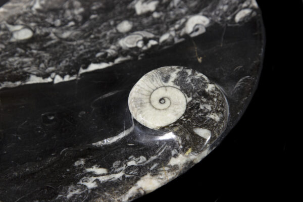 Black Ammonite and Orthoceras Tray detail