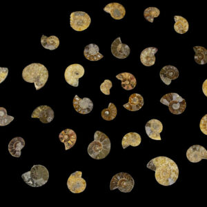 Mini Cabochon Ammonite Fossils 10pk