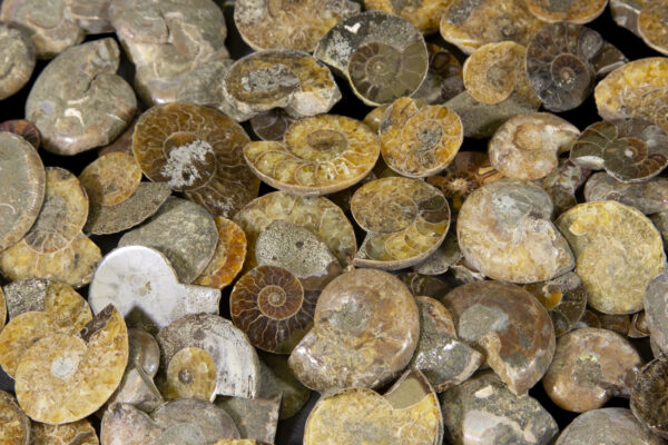 Pile of Mini Cabochon Ammonite Fossils