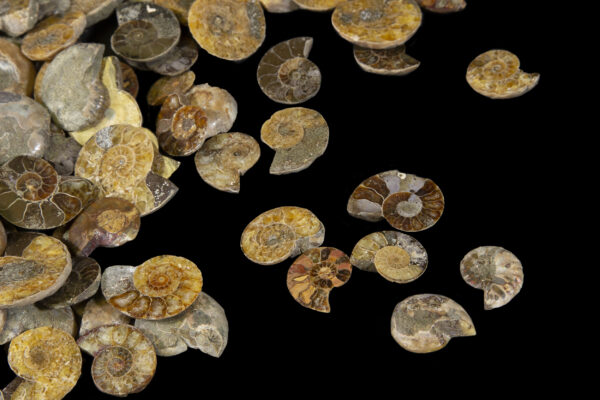 Several Pile of Mini Cabochon Ammonite Fossils