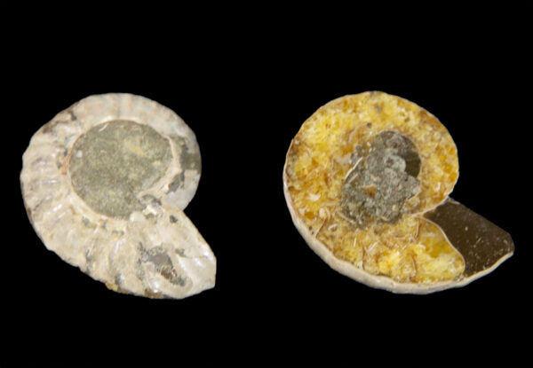 Mini Cabochon Ammonite Fossils
