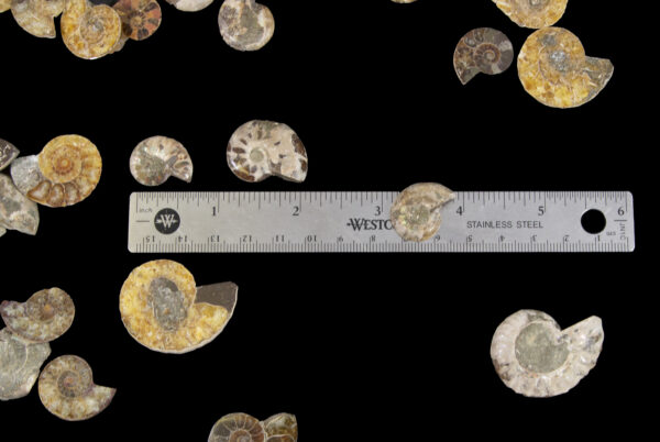 Mini Cabochon Ammonite Fossils with ruler for size